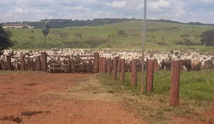 FAZENDA DUPLA APTIDÃO COM 1.230 HECTARES EM MARACAJU - MS