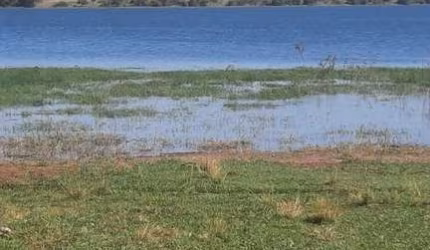 FAZENDA PARA AGRICULTURA EM CANA COM 90 ALQUEIRES PAULISTAS EM GUARACI - SP