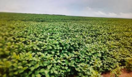 FAZENDA DUPLA APTIDÃO COM 22.126 HECTARES EM SÃO FÉLIX DE BALSAS - MA