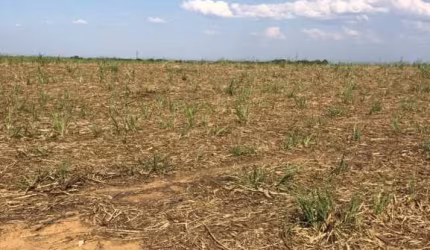 FAZENDA PARA AGRICULTURA EM CANA COM 81 ALQUEIRES EM URUAÇU - GO