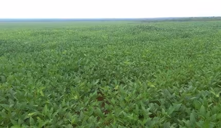 FAZENDA PARA AGRICULTURA COM 10.000 HECTARES EM PEDRO AFONSO - TO