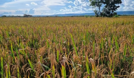 ÓTIMA FAZENDA DUPLA APTIDÃO COM 7.400 HECTARES EM NOVA MUTUM-MT