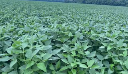FAZENDA PARA AGRICULTURA COM 1.403 HECTARES EM FÁTIMA - TO
