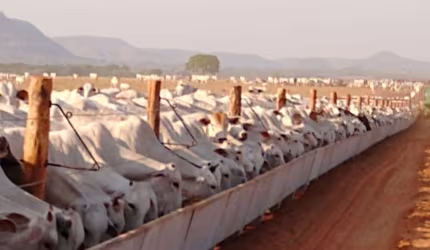 FAZENDA DUPLA APTIDÃO COM 4.095 ALQUEIRES EM GOIATINS - TO