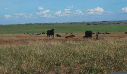 FAZENDA DUPLA APTIDÃO COM 6.200  HECTARES EM CAMAPUÃ-MS