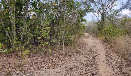 FAZENDA COM 145,6 ALQUEIRES DUPLA APTIDÃO NO MUNICÍPIO DE ALMAS-TO