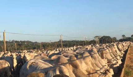 FAZENDA COM 180 ALQUEIRES DUPLA APTIDÃO COM CONFINAMENTO EM CEZARINA - GO