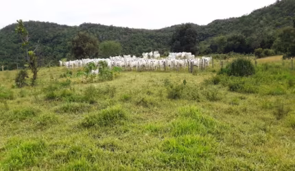 FAZENDA DUPLA APTIDÃO 600 ALQUEIRES EM PARAÍSO DO TOCANTINS-TO