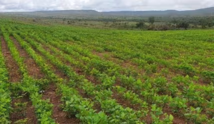 FAZENDA COM 146 ALQUEIRES DUPLA APTIDÃO NO MUNICÍPIO DE URUAÇU - GO