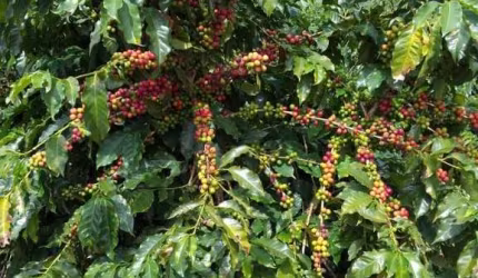 FAZENDA COM 135 HECTARES PARA AGRICULTURA COM CAFÉ NO MUNICÍPIO DE PIUMHI - MG