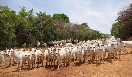FAZENDA COM 1.200 HECTARES PARA PECUÁRIA NO MUNICÍPIO DE VARGEM BONITA - MG