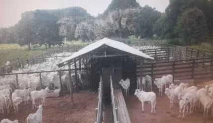 FAZENDA COM 1.998 ALQUEIRES DUPLA APTIDÃO NO MUNICÍPIO DE CAMPOS LINDOS - TO