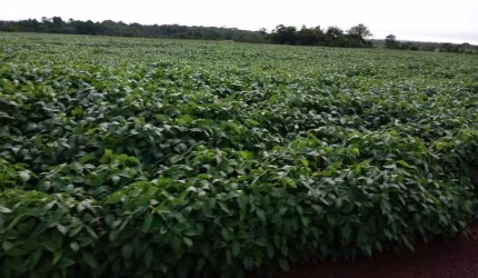 FAZENDA COM 1.050 ALQUEIRES DUPLA APTIDÃO NO MUNICÍPIO DE SANTANA DO ARAGUAIA - PA