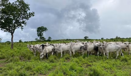 FAZENDA 412 ALQUEIRES  MONTADA PARA PECUÁRIA NO MUNICÍPIO DE CRISTALÂNDIA-TO