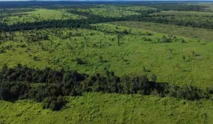 FAZENDA 450 ALQUEIRES DUPLA APTIDÃO EM PEQUIZEIRO-TO
