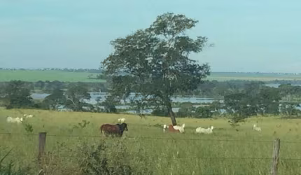 FAZENDA DUPLA APTIDÃO 440 ALQUEIRES CACHOEIRA ALTA-GO