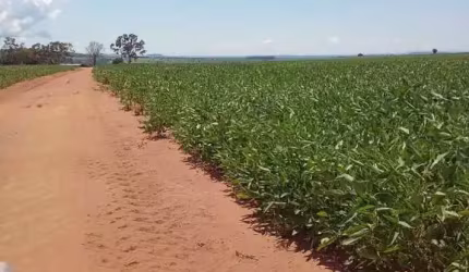 FAZENDA COM ÓTIMO APROVEITAMENTO PARA AGRICULTURA COM 300 ALQUEIRES EM BALIZA-GO