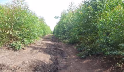 ÓTIMA FAZENDA DUPLA APTIDÃO 70 ALQUEIRES PAULISTAS EM FORMIGA-MG