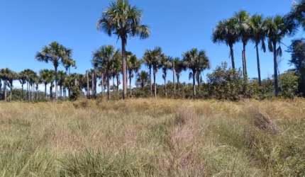 FAZENDA COM 680 ALQUEIRES TODA BRUTA NA REGIÃO DE PONTE ALTA DO TOCANTINS-TO