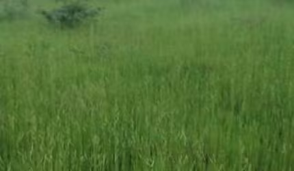 FAZENDA PARA PECUÁRIA COM 106 ALQUEIRES EM URUAÇU-GO