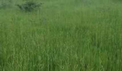FAZENDA PARA PECUÁRIA COM 106 ALQUEIRES EM URUAÇU-GO