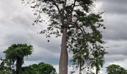 FAZENDA DE DUPLA APTIDÃO COM 100 ALQUEIRES EM FLORES DE GOIÁS-GO