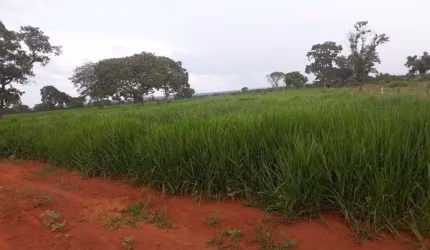 FAZENDA COM 316 ALQUEIRES DE DUPLA APTIDÃO EM PORANGATU-GO