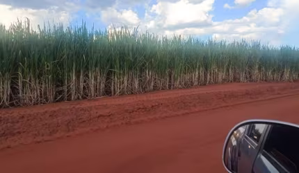 FAZENDA COM 274 ALQUEIRES COM CANA ARRENDADA NA REGIÃO DE ANDRADINA-SP