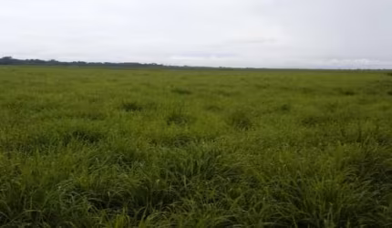 FAZENDA COM 156 ALQUEIRES DUPLA APTIDÃO NO MUNICÍPIO DE FORTALEZA DO TABOCÃO - TO