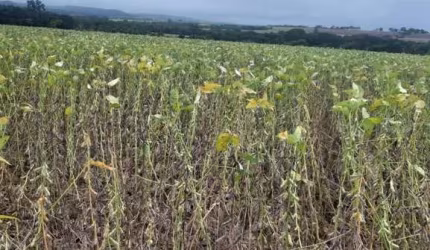 FAZENDA PARA AGRICULTURA EM SOJA COM 21 ALQUEIRES EM GOIATUBA - GO