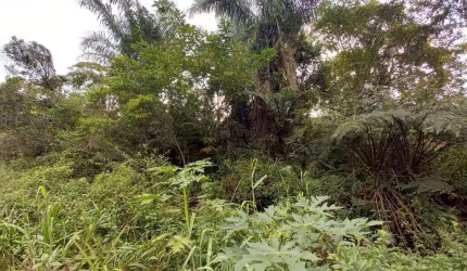 Terreno para Venda em Peruíbe, São Francisco
