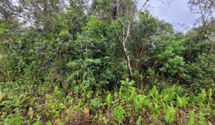 Terreno para Venda em Itanhaém, Coronel