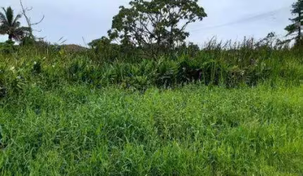 Terreno para Venda em Itanhaém, Palmeiras