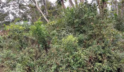 Terreno para Venda em Itanhaém, Jardim Coronel