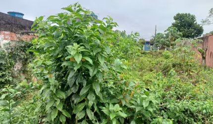 Terreno para Venda em Itanhaém, Iemanjá