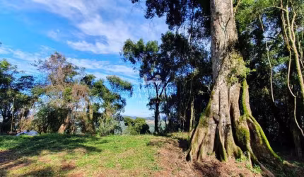 ÁREA DE TERRA COM 3 HECTARES EM NOVA PETRÓPOLIS, Linha Imperial, Nova Petropolis - RS