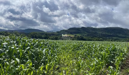 ÁREA DE TERRA EM DIREÇÃO AO PANELÃO, Linha Araripe, Nova Petropolis - RS