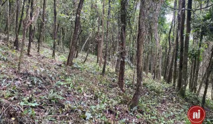 Terreno à venda, 1000 m² por R$ 200.000,00 - Casa Branca - Brumadinho/MG