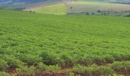 Fazenda / Sítios / Chácaras com 3 quartos à venda em Andrelândia
