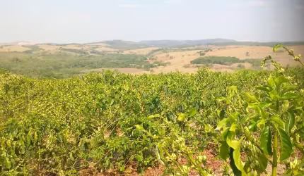 Fazenda / Sítios / Chácaras com 4 quartos à venda em Bom Sucesso