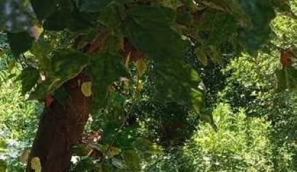 Lote / Terreno com 1 quarto à venda em Ribeirão Das Neves