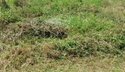 Terreno para Venda em Concórdia, Santo Antonio