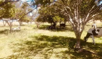 Terreno à venda Santa Helena Cruz Alta/RS