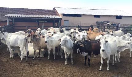 Fazenda à venda na Estrada municipal, --, Centro, Araruama, 520000 m2 por R$ 9.200.000