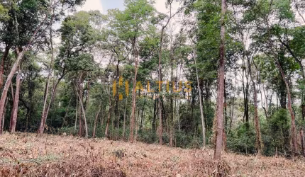 LOTE COMERCIAL PALHANO