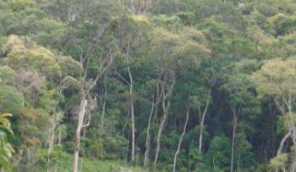 Terreno para Venda em Nova Friburgo, MURY