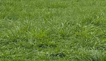 Terreno de 1.041 m² à venda no condomínio Residencial Jardim Canadá, Zona Sul de Ribeirão Preto