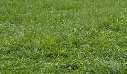 Terreno para Venda, Condomínio San Marco II, Bonfim Paulista, Ribeirão Preto