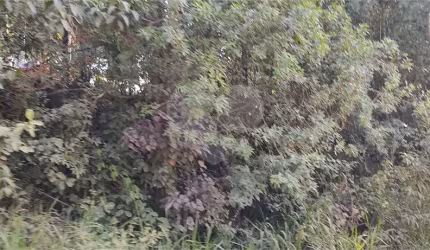 Terreno à venda em Luiz Fagundes - SP