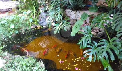 Sobrado com 3 quartos à venda em Vila Albertina - SP